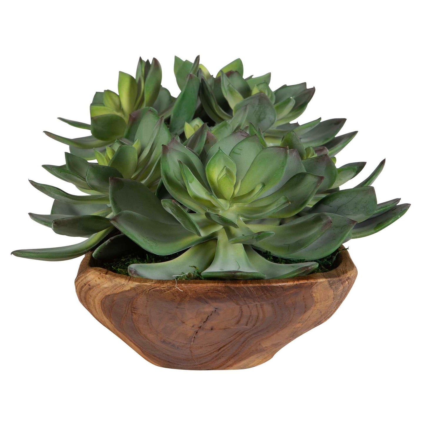 Yuma - Succulent Centerpiece - Dark Brown