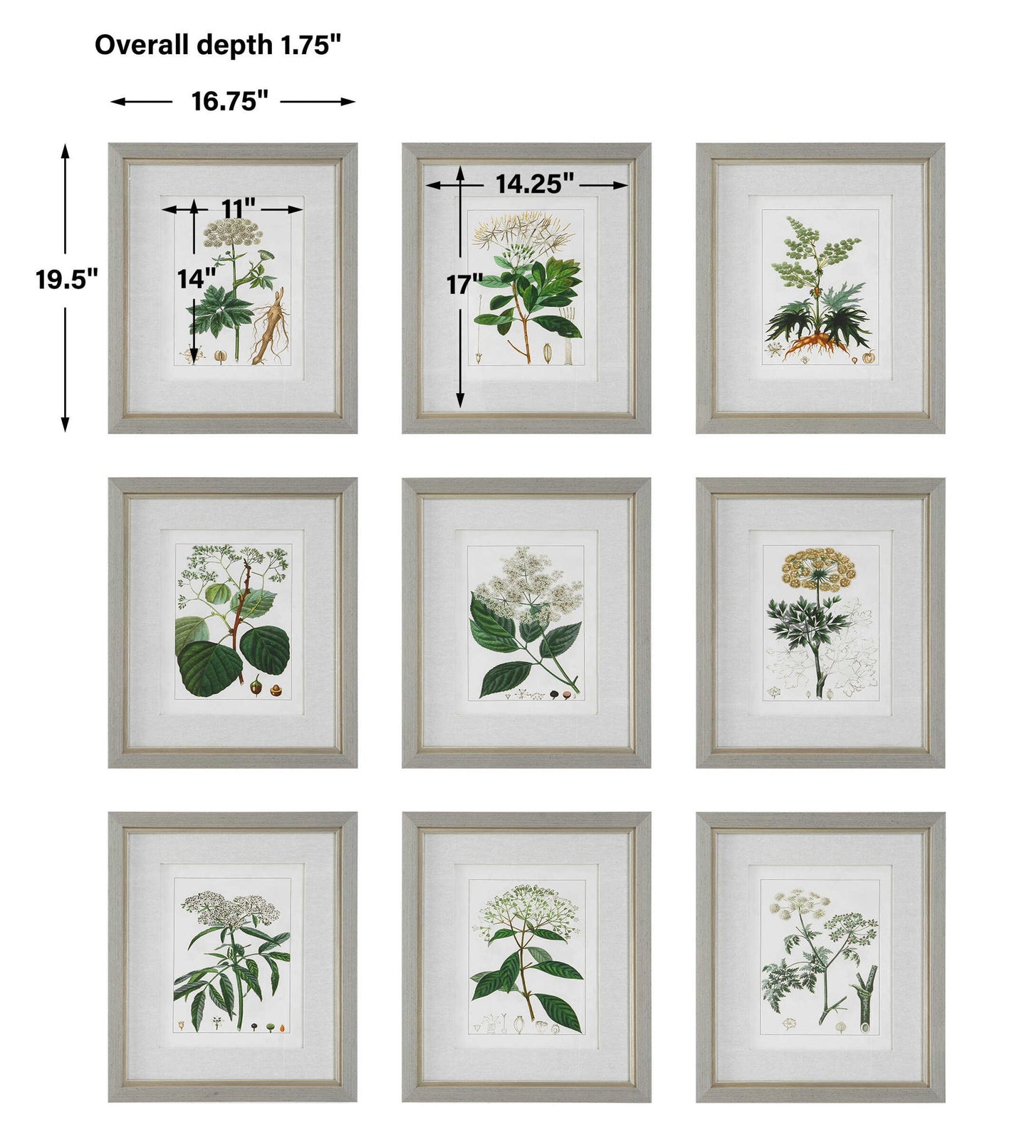 Antique - Botanicals Framed Prints (Set of 9)