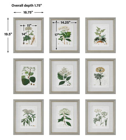 Antique - Botanicals Framed Prints (Set of 9)