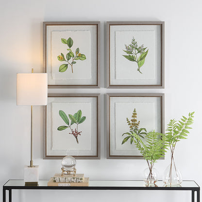 Wildflower Study - Framed Prints (Set of 4)