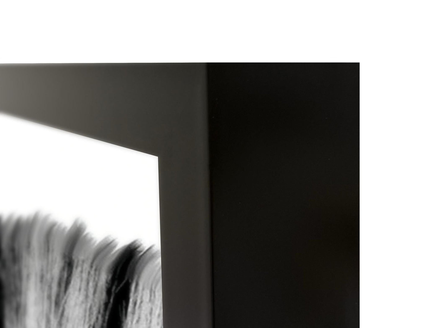 Zebras - 48" x 72" Photography - Black / White